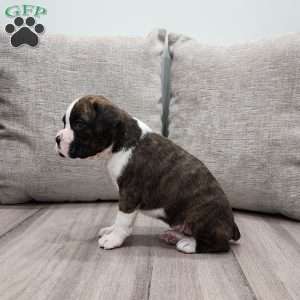 Kalli, Boxer Puppy