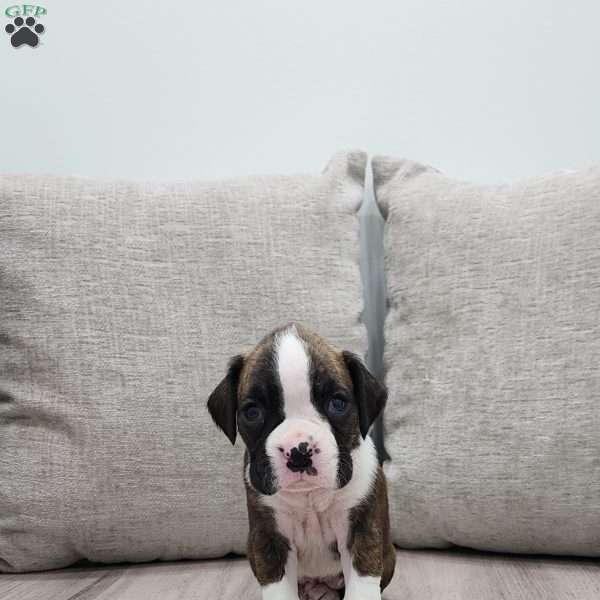 Kalli, Boxer Puppy