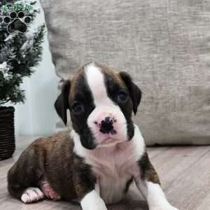 Kalli, Boxer Puppy