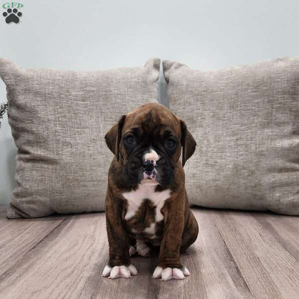 Dinah, Boxer Puppy