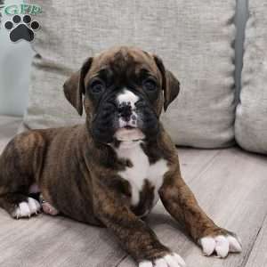 Dinah, Boxer Puppy