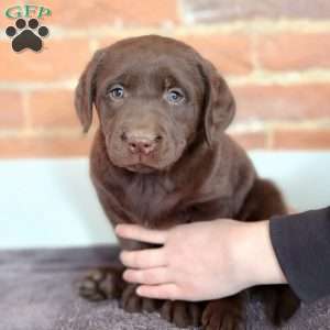 Harper, Labradoodle Puppy