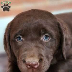 Harper, Labradoodle Puppy