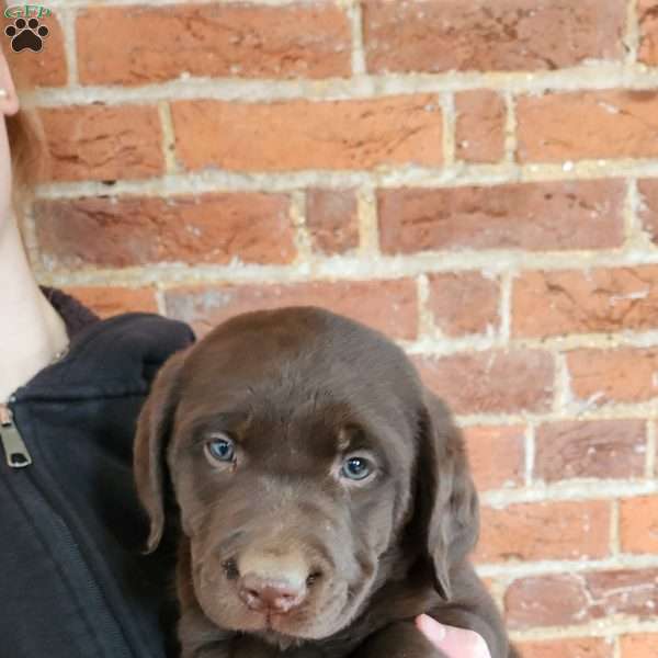 Harper, Labradoodle Puppy