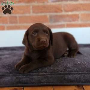 Haven, Labradoodle Puppy