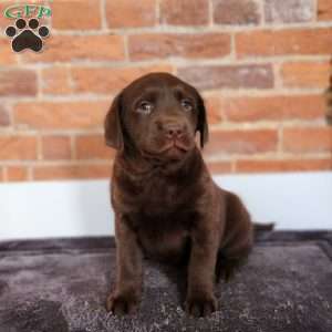 Haven, Labradoodle Puppy