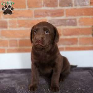 Haven, Labradoodle Puppy