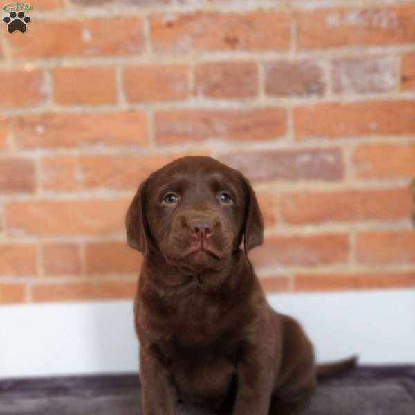 Haven, Labradoodle Puppy