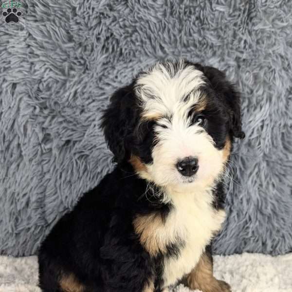 Kallie, Mini Bernedoodle Puppy