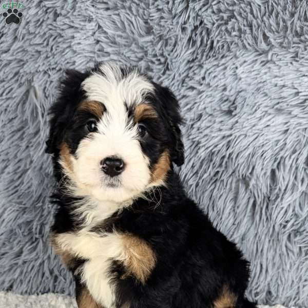 Molly, Mini Bernedoodle Puppy