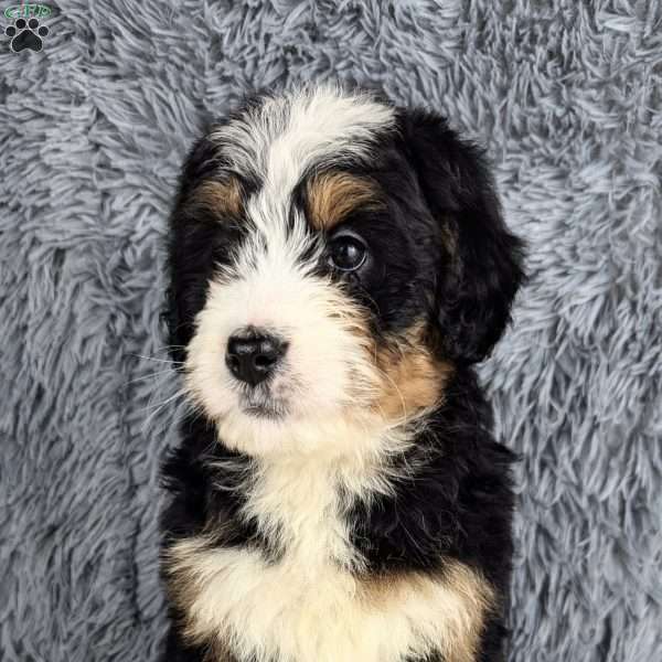 Sophie, Mini Bernedoodle Puppy