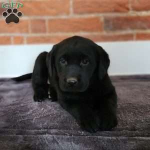 Hudson, Labradoodle Puppy