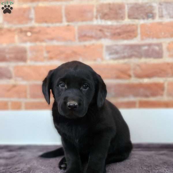 Hudson, Labradoodle Puppy