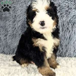 Cooper, Mini Bernedoodle Puppy