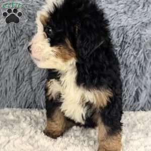 Cooper, Mini Bernedoodle Puppy