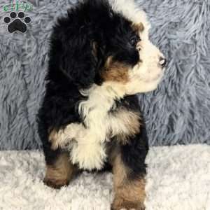 Cooper, Mini Bernedoodle Puppy