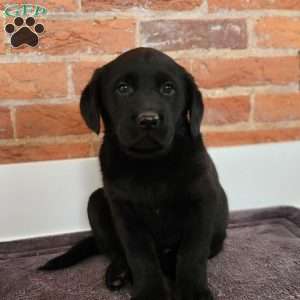 Hudson, Labradoodle Puppy