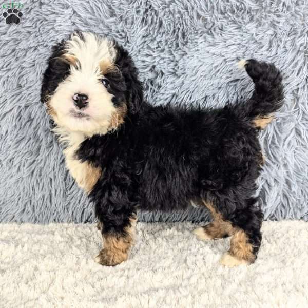 Cooper, Mini Bernedoodle Puppy