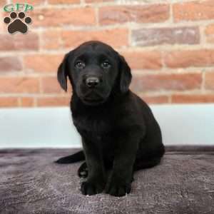 Hudson, Labradoodle Puppy