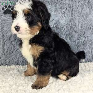 Chief, Mini Bernedoodle Puppy