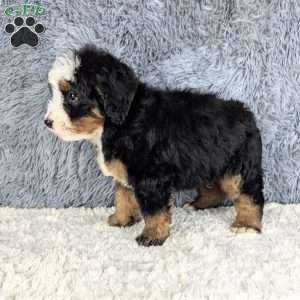 Chief, Mini Bernedoodle Puppy