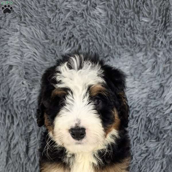 Chief, Mini Bernedoodle Puppy