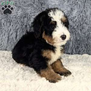 Chief, Mini Bernedoodle Puppy