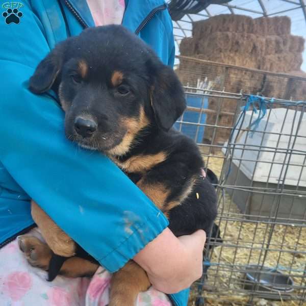 Jack, German Shepherd Mix Puppy