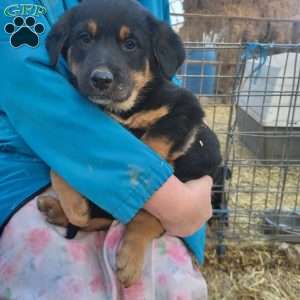 Jack, German Shepherd Mix Puppy