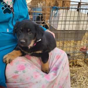 Ella, German Shepherd Mix Puppy