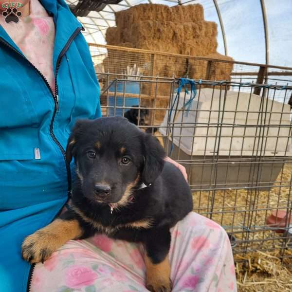 Ella, German Shepherd Mix Puppy