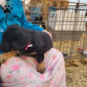 Ella, German Shepherd Mix Puppy