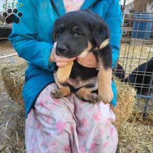 Teddy, German Shepherd Mix Puppy