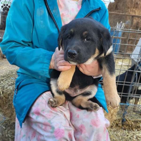 Teddy, German Shepherd Mix Puppy