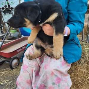 Teddy, German Shepherd Mix Puppy