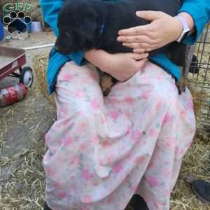 River, German Shepherd Mix Puppy