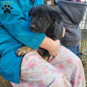 River, German Shepherd Mix Puppy