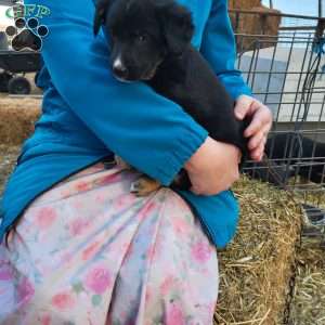 Liz, German Shepherd Mix Puppy