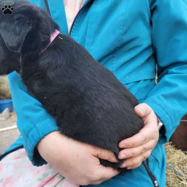 Liz, German Shepherd Mix Puppy