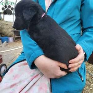 Liz, German Shepherd Mix Puppy