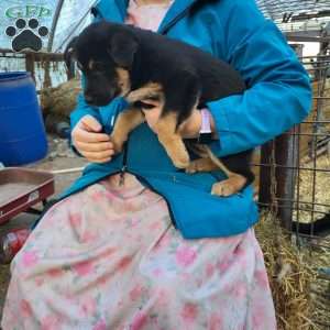 Ida, German Shepherd Mix Puppy