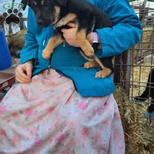 Ida, German Shepherd Mix Puppy