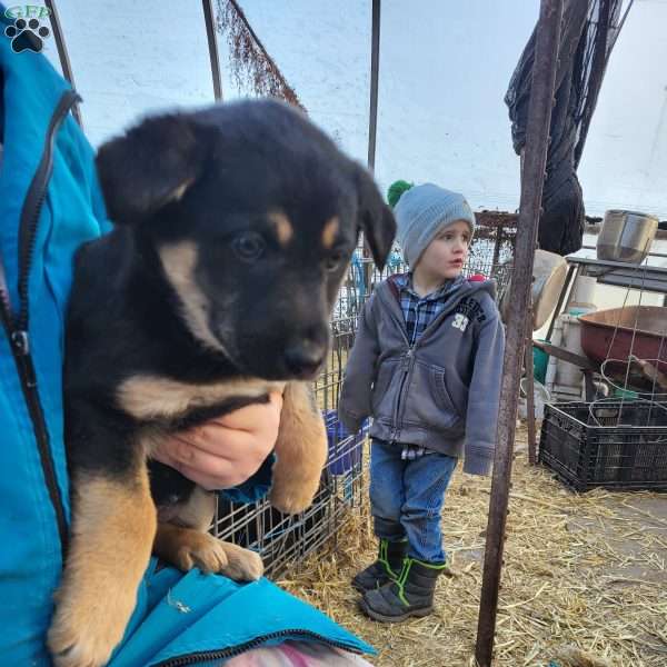 Ida, German Shepherd Mix Puppy