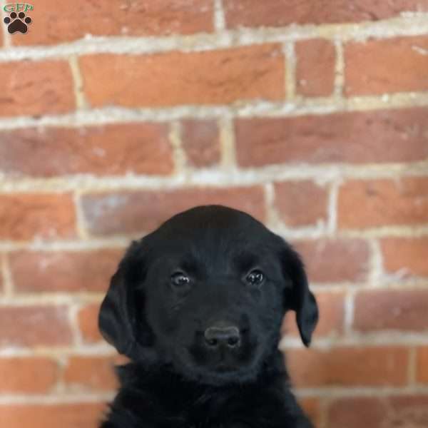 Holly, Labradoodle Puppy