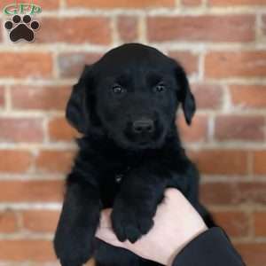 Holly, Labradoodle Puppy