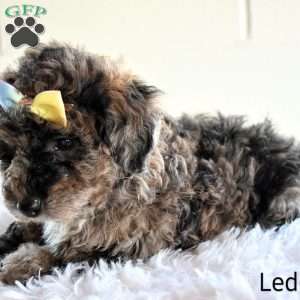 Ledger, Bich-Poo Puppy