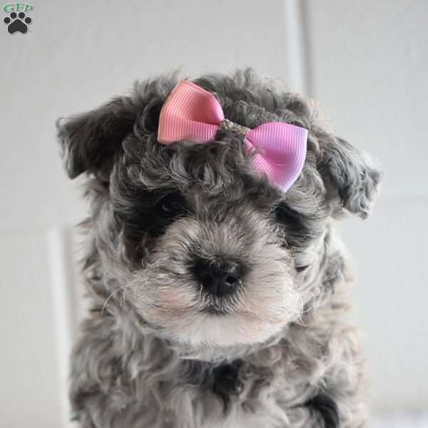 Finnley, Maltipoo Puppy