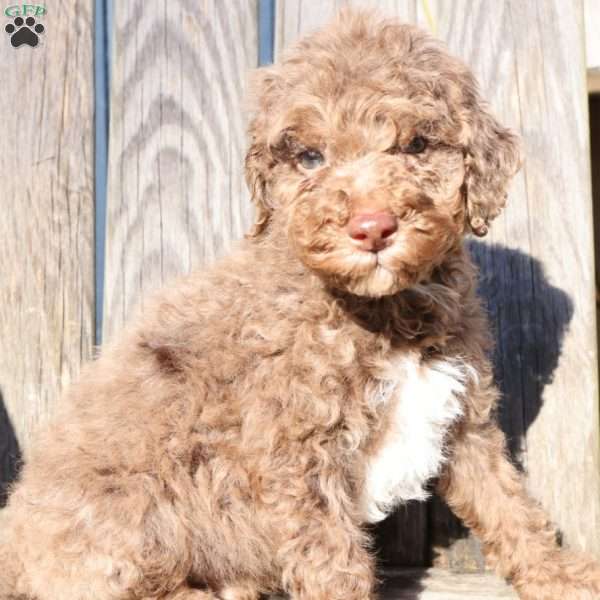 Dasher, Mini Labradoodle Puppy