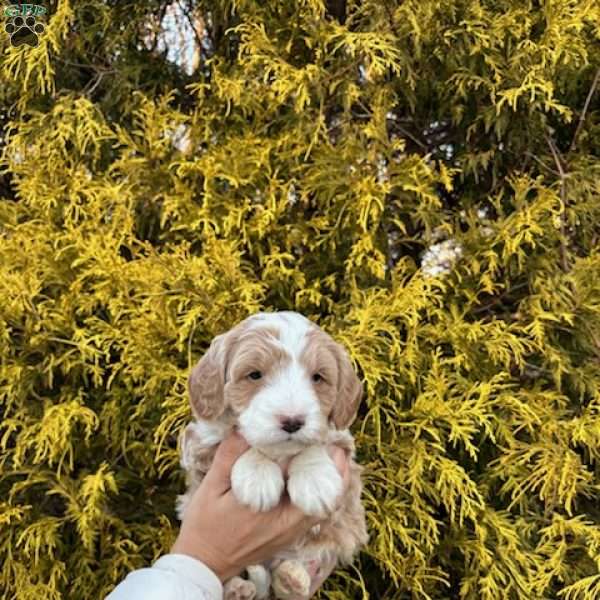 Buddy, Mini Bernedoodle Puppy