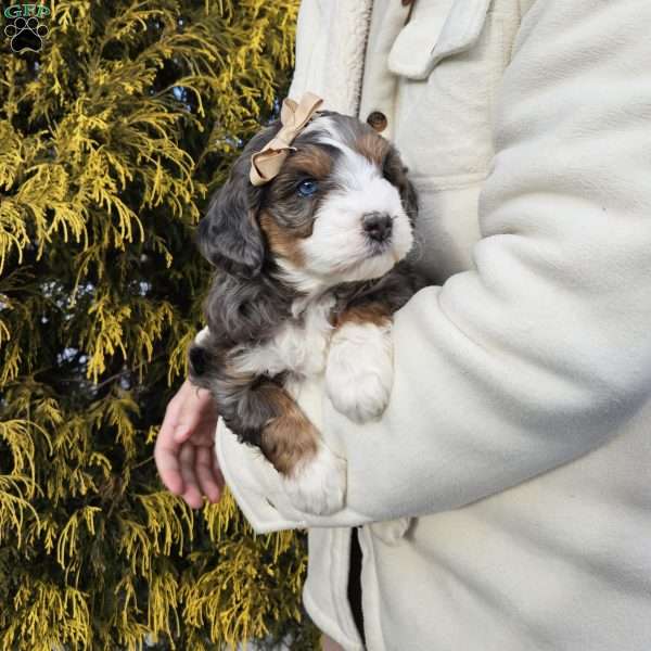 Lilac, Mini Bernedoodle Puppy